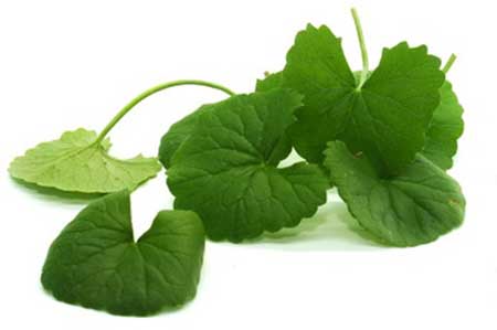 produtos naturais