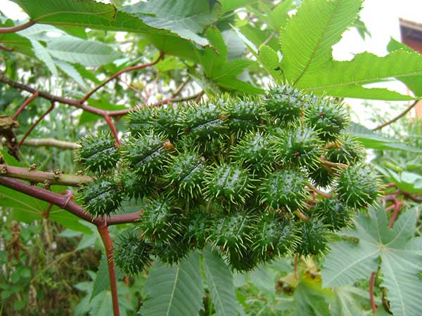 Óleo de Mamona receitas fáceis