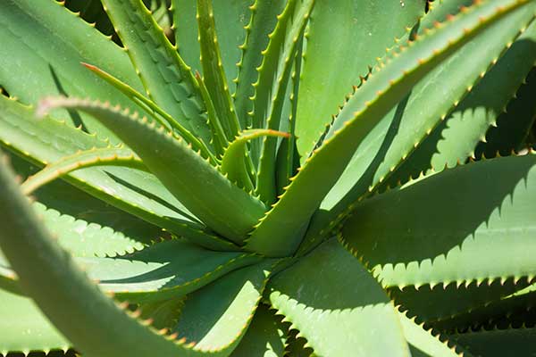 Aloe Vera gelo estimulante