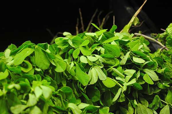 Feno Grego ingrediente natural