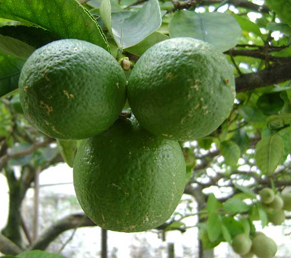 Limão frutas